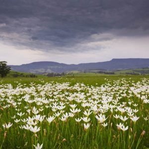 Crocus Flowers, Jamberoo