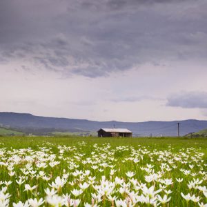 Crocus Flowers, Jamberoo