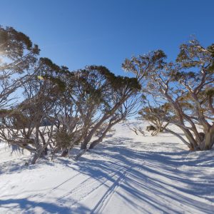 Blue Cow, NSW