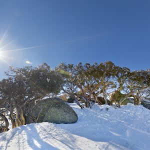 Blue Cow, NSW