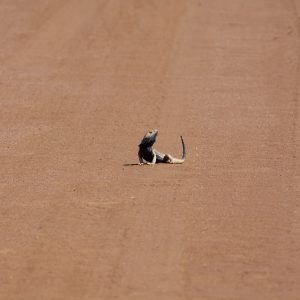 Outback NSW