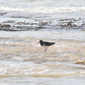 Pebbly Beach, NSW