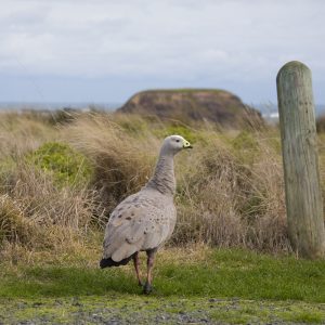 Cowes, VIC