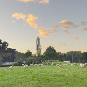 Dargo, VIC