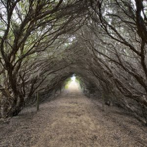 Phillip Island, VIC