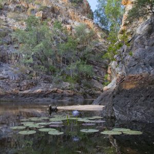 Butterfly Springs, NT