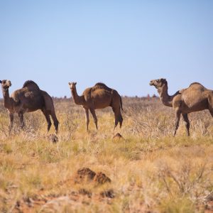 Camels, NT