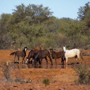 Horses, NT