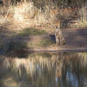 Dingo, NT