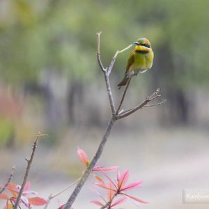 Rainbow Bee Eater, Lomareium Lagoon, NT