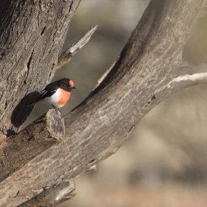 Red Breasted Robin, NT