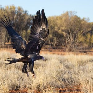 Wedgetail Eagle, NT