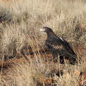 Wedgetail Eagle, NT