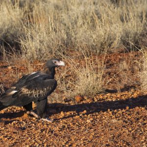 Wedgetail Eagle, NT