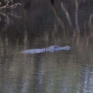 Laura, FNQ