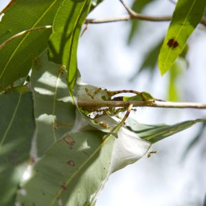 Fruit Bat Falls, Cape York Peninsula
