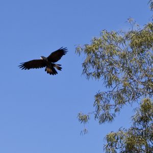 Cooktown, FNQ
