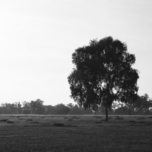 Merluna Station, Weipa