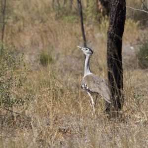 Bustard Bird