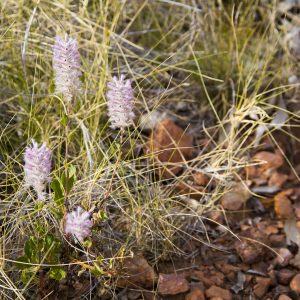 Lawn Hill, North West Queensland