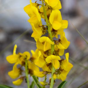 Lawn Hill, North West Queensland