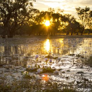 Leichhardt Lagoon, Normanton, FNQ