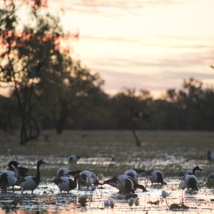 Leichhardt Lagoon, Normanton, FNQ