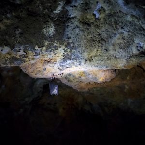 Undara Lava Tubes, FNQ