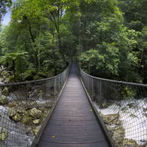 Minnamurra Rainforest, Jamberoo