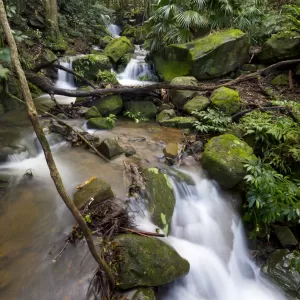 Minnamurra Rainforest