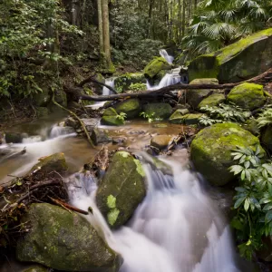 Minnamurra Rainforest