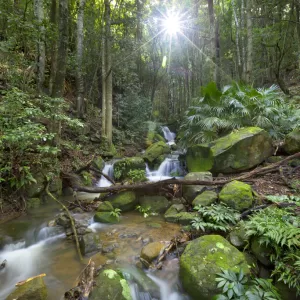 Minnamurra Rainforest