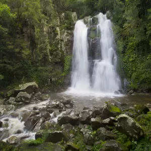 Minnamurra Rainforest