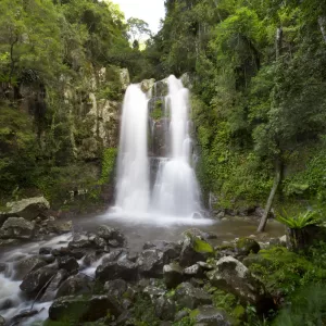 Minnamurra Rainforest