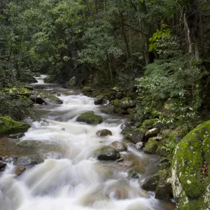 Minnamurra Rainforest Walk