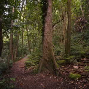 Cascade Falls, Macquarie Pass