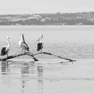 Kanahooka, NSW