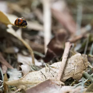 Lady Beetle