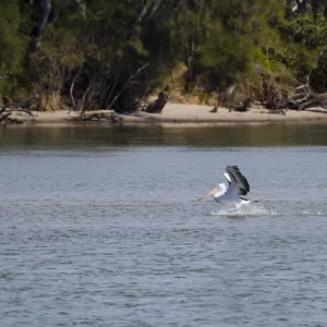 Lake Illawarra, Windang, NSW