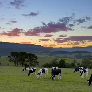 Jamberoo, NSW