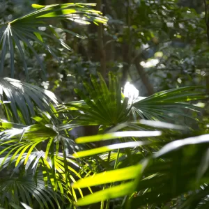 Minnamurra Rainforest Walk