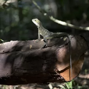 Minnamurra Rainforest Walk