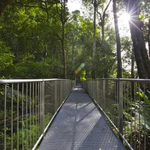 Minnamurra Rainforest Walk