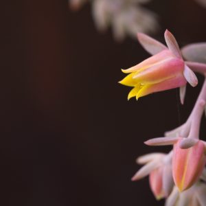 Echeveria Amoena Flower