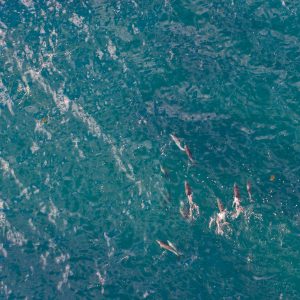 Dolphins at Snapper Point