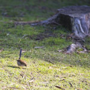 Fairy Wren at Russell Falls