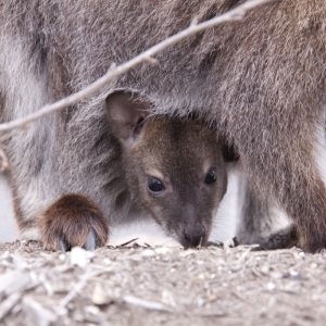 Kangaroo Joey, Freycinet National Park, Tasmania