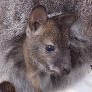 Kangaroo Joey, Freycinet National Park, Tasmania